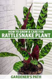 grow and care for rattlesnake plants