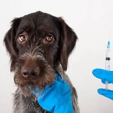 pet diseases that can get transmitted