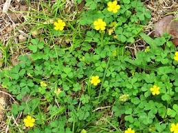 There is a small plant with shiny green leaves and yellow flowers that seems to be taking over sections of my garden, and is even growing in the lawn. Common Weeds