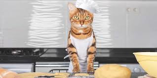 6 homemade cat treat recipes for st