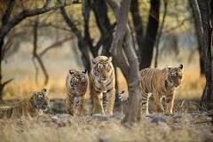 are-tigers-in-asia-or-africa