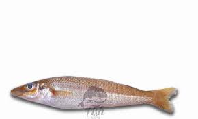 lady fish at rs 275 kilogram new