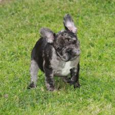How do you like that? Understanding French Bulldogs Colors French Bulldog Facts French Bullevard