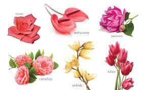 Another popular flower especially for weddings, carnations have several meanings associated with love, depending on the color. Color Meanings The Secret Language Of Flowers Page 2