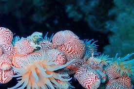 the tiger anemone gorgonian wrapper