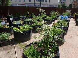 Growing Gardens In Urban Landscapes