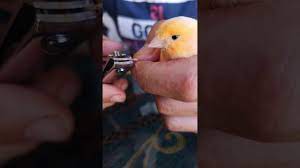 how to cut the nails of a canary bird
