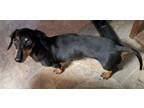 Louie's dachshund puppies for sale in nc: Dachshunds For Sale In Lakeland Dogs On Oodle Classifieds