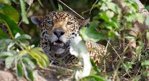 Build your own, book a test drive or find a retailer near you. Pantanal Jaguar Safari Auf Der Spur Des Jaguars Ruppertbrasil