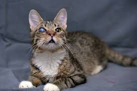 corneal ulcers in cats symptoms