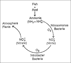 Nitrite An Important Ion Project Feed 1010