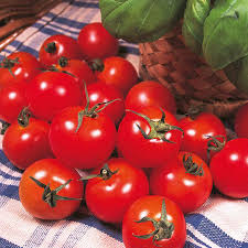 tomato gardeners delight grow your