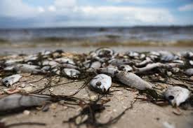 Red Tide Why Floridas Toxic Algae Bloom Is Killing Fish