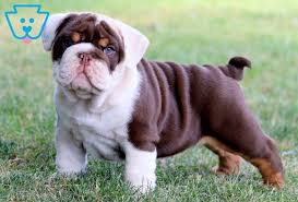 harley english bulldog puppy