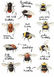 Bumblebee Species Chart Illustration Bee Art Bee Keeping Bee
