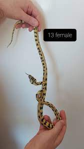 jaguar carpet python traits morphpedia