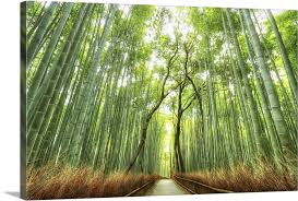 Kyoto S Bamboo Forest Wall Art Canvas