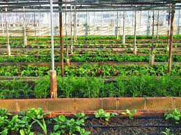 What Is Urban Agriculture Types And