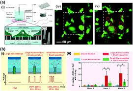 So, in nature, smaller animals live longer — small dogs live longer than the big. Vertically Configured Nanostructure Mediated Electroporation A Promising Route For Intracellular Regulations And Interrogations Materials Horizons Rsc Publishing Doi 10 1039 D0mh01016b