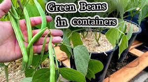 growing green beans in containers bush