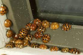 invasion de coccinelles dans la maison