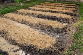 mulching to protect cold tolerant crops
