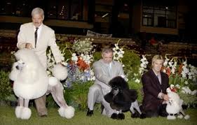 Sizes Of Poodles The Poodle Club Of America