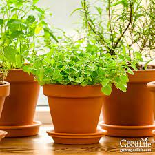 Grow Herbs Indoors Herbs That Thrive