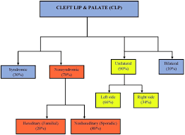 genetic etiology of cleft lip and cleft