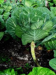 tips for growing collards
