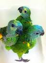Image result for Blue Fronted Amazon for sale