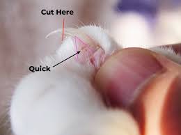 how to cut your cat s nails at home a