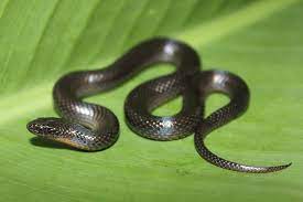 black swsnake florida snake id guide