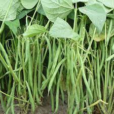 Dwarf French Bean Seeds Compass French Bean Seeds Vegetable  gambar png