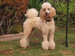 In toy and miniature poodles, the wavy coat starts changing into a curly coat at approximately 9 months of age, and takes about 9 months to completely transition. Beyond Shaved Feet Popular Poodle Cuts