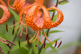 tiger lily or an orange ditch lily