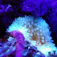 bubble tip anemone care guide hubpages