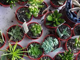 Cactus care, gallery and names. The Best Places To Buy Plants In Brisbane Concrete Playground Brisbane