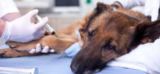 How often do dogs get the bordetella vaccine? Can Dogs Feel Sick After A Rabies Shot Wag