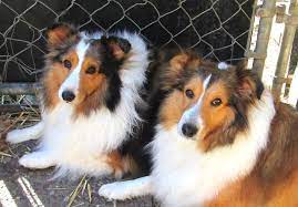 sheltie puppies for adoption near me