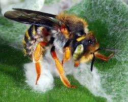 Check out our carder bee selection for the very best in unique or custom, handmade pieces from our shops. European Wool Carder Bee Anthidium Manicatum Anthidium Oblongatum Bugguide Net