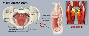 adductors pudendal nerve and pelvic