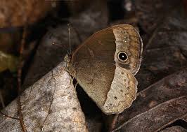 Butterflies Of Temperate Asia Mycalesis Francisca