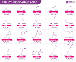 amino acids properties functions