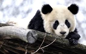 panda cute teddy bear winter giant