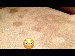 removing carpet cat vomit stains with