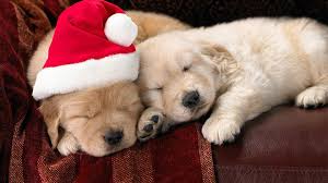Two Cute White And Santa Cap Wearing Brown Puppies Are Sleeping On Brown Couch HD Animals Wallpapers | HD Wallpapers | ID #39972