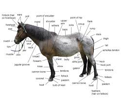Other companies help us manufacture while others ask what's our discount? Diagram Of Horse Body Parts