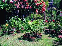 hibiscus garden in the philippines