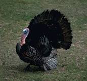 how-fast-can-a-wild-turkey-fly-and-run
